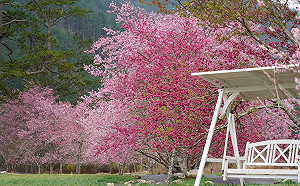 夢幻「櫻花河流」炸開！武陵賞櫻專車下週還有空位