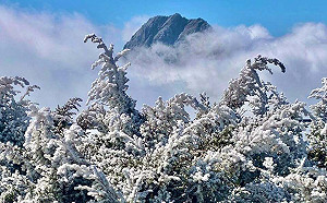 不是雪依然迷人！鄭明典曬玉山霧淞美照超驚豔