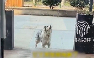 邊牧被結紮後氣瘋！每天到醫院撒尿