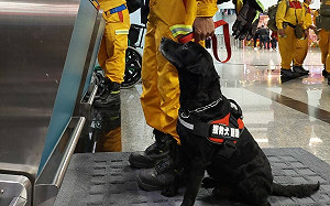 搜救犬為何不穿鞋？如何嗅出活人味？5大QA一文帶你更了解「汪英雄」！