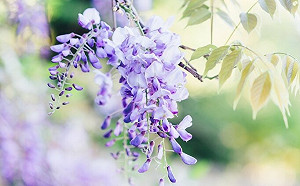 浪漫紫爆來襲！全台TOP10 討論度最高「紫藤花」景點 