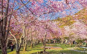 騎鐵馬浪漫賞櫻！2023北橫櫻花勇士單車完騎認證2/17開放報名