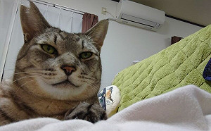 怕貓男餵浪浪！搬家前發送同居請求