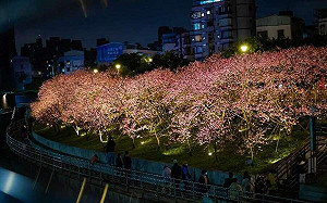 櫻花樹下吹泡泡！「光櫻飛舞藝童趣」2/19內湖樂活公園登場