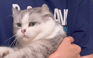 小胖貓討厭抱抱！下秒肥海豹式掙扎