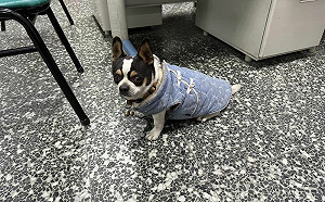 走失吉娃娃奔派出所求助　警秒認出