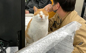 (影)辦公室養貓啥感覺？他樂秀影片炫耀
