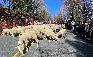 綿羊逛大街！清境農場奔羊節睽違3年登場 吸上千名遊客