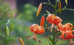 周日雨水節氣到！6星座貴人好運到