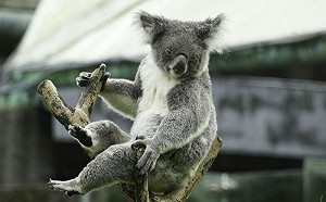 澳洲無尾熊瀕危！存續危機待翻轉