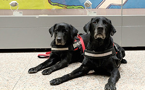 日本石川強震 消防署：160人4犬整備馳援