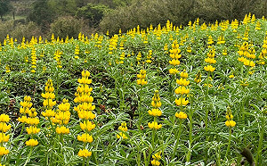 金黃花海超吸睛！桃園「戀戀魯冰花」活動2/19絢麗登場