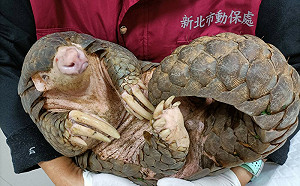 世界穿山甲日前夕 新北宣導保育「蟲害幫手」成效佳