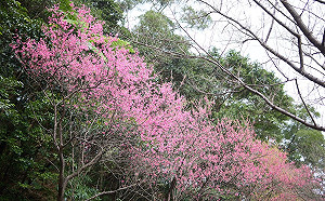 賞櫻期到3月 新北賞櫻秘「徑」－三芝青山路 