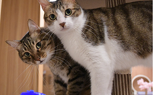 毛寶貝遭丟包寵物旅館 新北動保處查處飼主護2貓另覓良緣