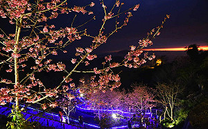 嘉縣推石棹春櫻夜茶席 品嚐櫻花下的茶香