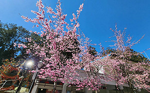 因應228連假賞櫻人潮 嘉義林管處規劃交通紓解方案