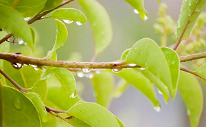 節氣雨水小心生病！養生2重點必知