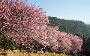 粉紅爆擊！武陵櫻花季全盛期太壯觀