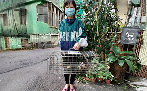 為浪浪絕育鼬獾卻自投羅網 新北動保處籲帶犬貓打狂犬病疫苗