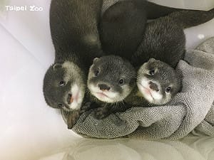 喜迎小爪水獺4胞胎！北市動物園：水獺媽媽母性好  水獺爸爸是神隊友