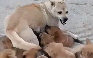 14寶狗媽大崩潰！每天遭餓鬼圍攻