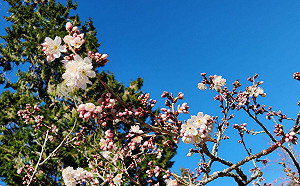 阿里山櫻花季3/10浪漫登場！最新花況搶先看