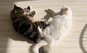 (影)兩貓躺成心形超萌！下秒突全場大亂