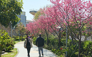 新北鶯歌永吉公園櫻花、炮仗花繽紛  盛開到4月　