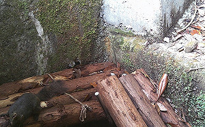 大雪山林道「友善動物通道」！意外捕捉白鼻心、野山羊漫步可愛模樣