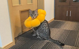 (影)愛貓剛結紮！主人1舉動惹惱牠