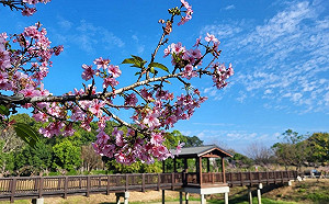 迎接228假期！台南精選賞花、親子遊這裡看