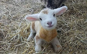 小羊剛出生15分鐘！對鏡頭亮微笑