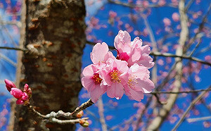 阿里山花季3月10日登場 公路總局實施交管