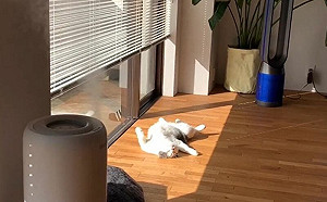 貓去獸醫院撒野！一回家睡成卍字型