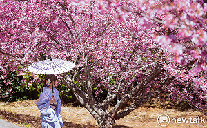 現場直擊》福壽山千櫻園櫻花陸續綻開『櫻吹雪』好美！好浪漫！
