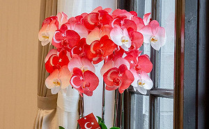 土耳其再爆強震 蔡英文秀國旗蘭花祈平安 