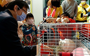 新北動保處兔年特展萌達達登場 即日起至5/31開放參觀