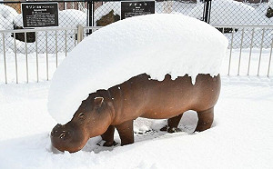 下雪堆太高！河馬竟變限定版握壽司