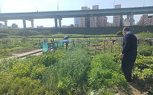 都市農夫是你嗎？新北「樂活農園」抽籤結果出爐 