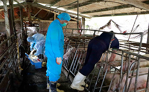 星國列非洲豬瘟疫區   新北動保處籲出國、網購郵寄豬肉停看聽