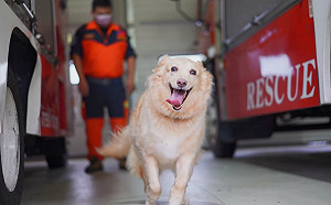 新北人氣犬退役 超萌模樣引民眾搶認養