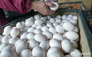 雞蛋安全生隱憂！食藥署：全面輔導洗選業者