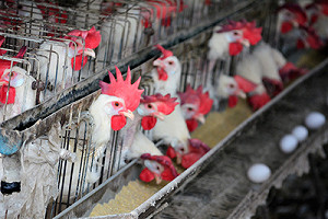 戴奧辛蛋汙染源最快28日出爐 下架6千公斤