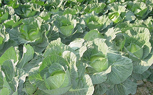 平地甘藍菜已屆盛產末期  五月價格可望回溫