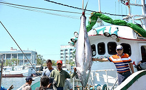 屏東第一鮪明日拍賣  2017黑鮪魚季熱鬧開跑