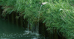 毒蛋戴奧辛從哪來? 食藥署:周五會有檢測結果