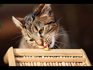 貓奴切記！這12 種食物貓皇不能吃
