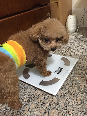 賞金兩萬不要　愛心民眾尋回病狗