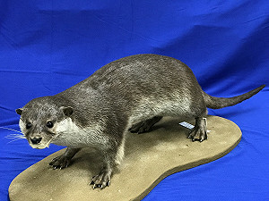 重如泰山！原來野生動物也可以救人